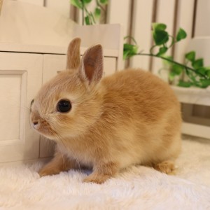 ネザーランドドワーフ オレンジ（OL）