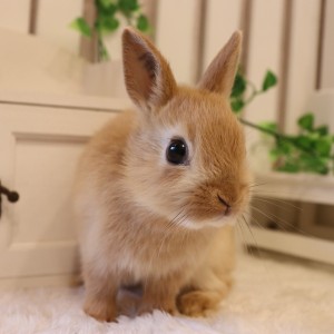 ネザーランドドワーフ オレンジ（OL）