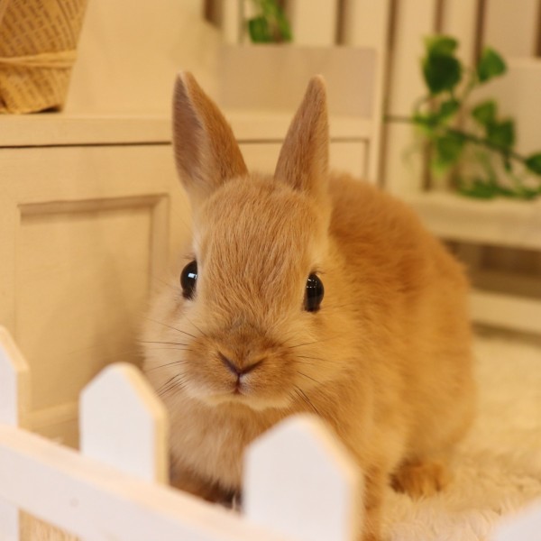 ネザーランドドワーフ オレンジ（OL）