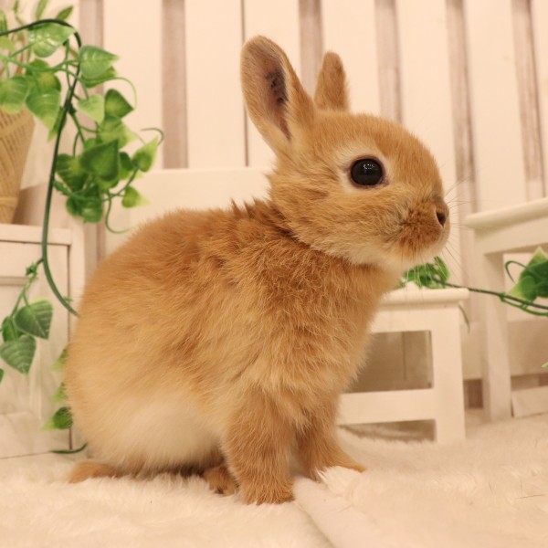 ネザーランドドワーフ　オレンジ（QM)