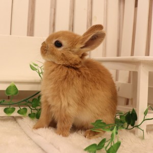 ネザーランドドワーフ　オレンジ（QM)