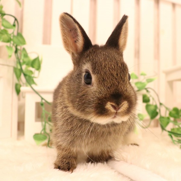 ネザーランドドワーフ　ブラックオター（QG)