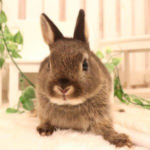 ネザーランドドワーフ　ブラックオター（QG)