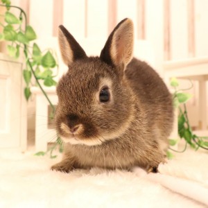 ネザーランドドワーフ　ブラックオター（QG)