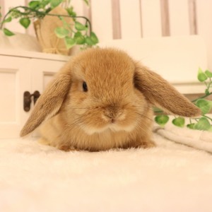 ホーランドロップ　オレンジ（R18)