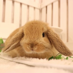 ホーランドロップ　オレンジ（R18)