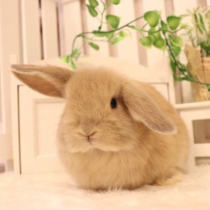 ホーランドロップ　リンクス（8X3)