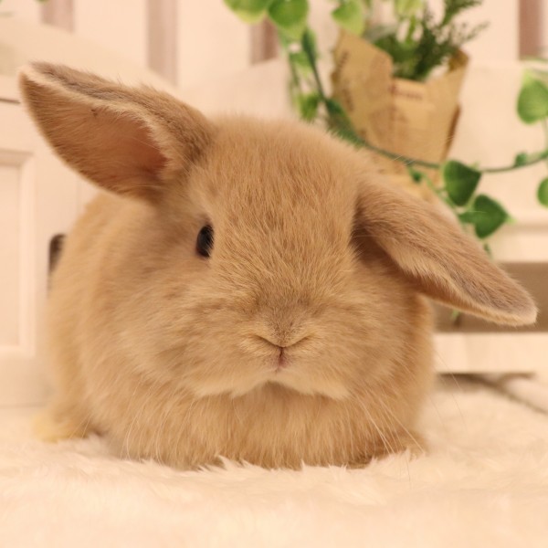 ホーランドロップ　リンクス（8X3)