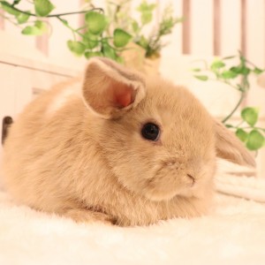 ホーランドロップ　リンクス（8X3)