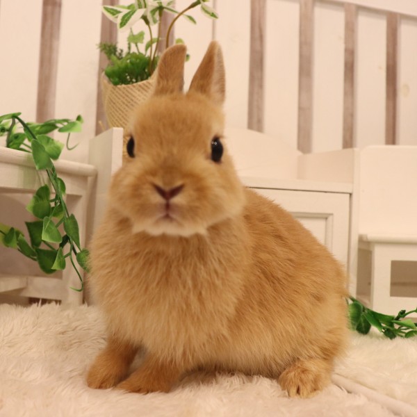 ネザーランドドワーフ オレンジ（MS）