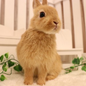 ネザーランドドワーフ オレンジ（MS）