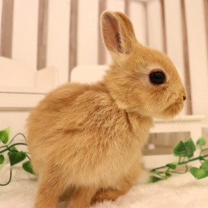 ネザーランドドワーフ オレンジ（MS）