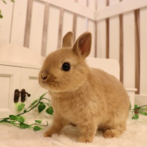 ネザーランドドワーフ　リンクス（ＱＯ）