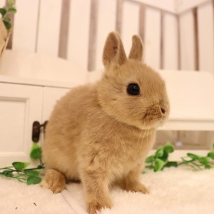 ネザーランドドワーフ　リンクス（ＱＯ）