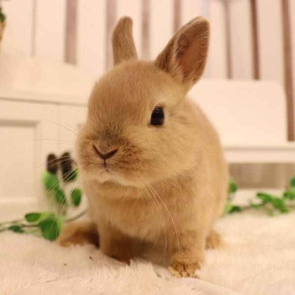 ネザーランドドワーフ　リンクス（ＱＯ）