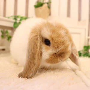 ホーランドロップ ブロークンオレンジ（8Z7）