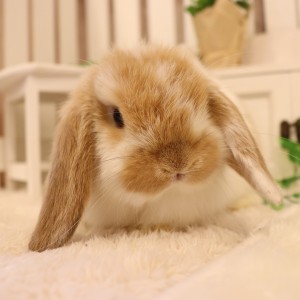 ホーランドロップ ブロークンオレンジ（8Z7）