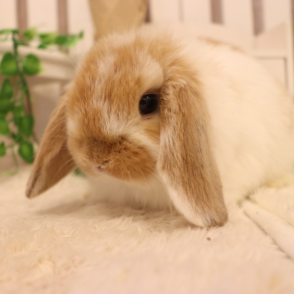 ホーランドロップ ブロークンオレンジ（8Z7）