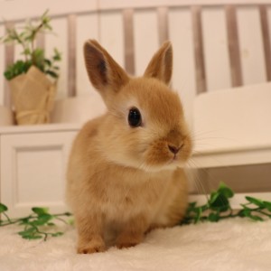 ネザーランドドワーフ オレンジ（13Y）