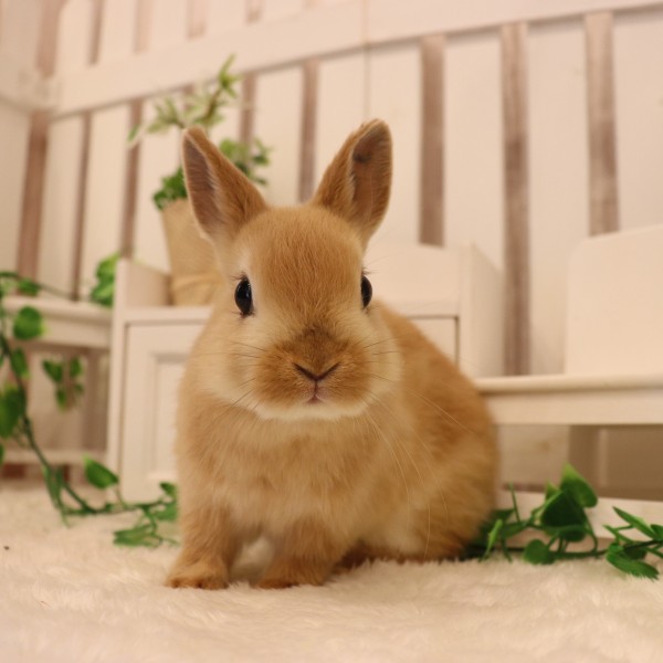 ネザーランドドワーフ オレンジ（13Y）