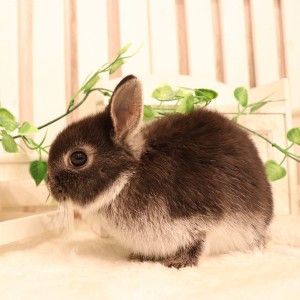 ネザーランドドワーフ　ブラックシルバーマーチン（PB)