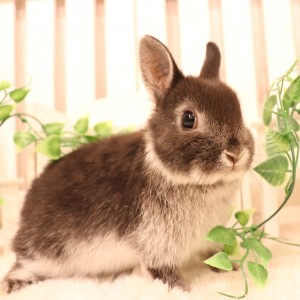 ネザーランドドワーフ　ブラックシルバーマーチン（PB)