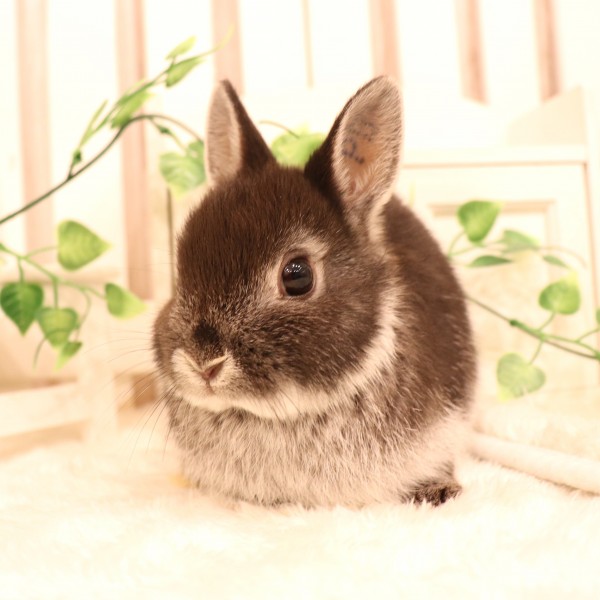 ネザーランドドワーフ　ブラックシルバーマーチン（PB)