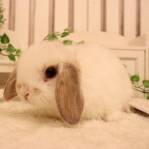 ホーランドロップ　ブロークンリンクス（R28)