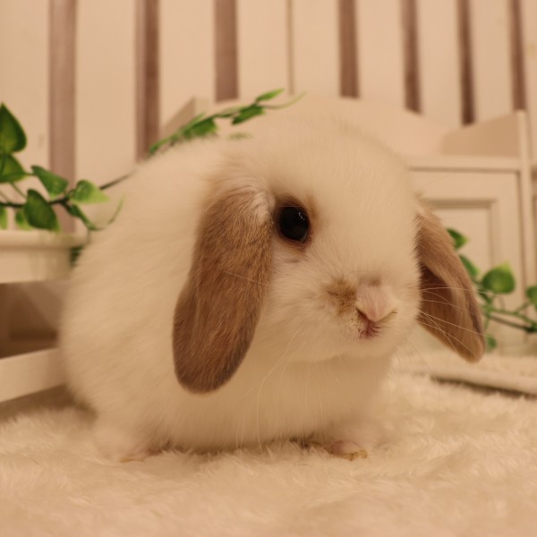 ホーランドロップ　ブロークンリンクス（R28)