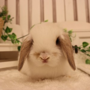 ホーランドロップ　ブロークンリンクス（R28)