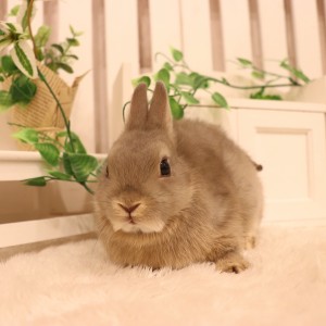 ネザーランドドワーフ オパール（SC）