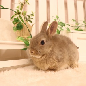 ネザーランドドワーフ オパール（SC）