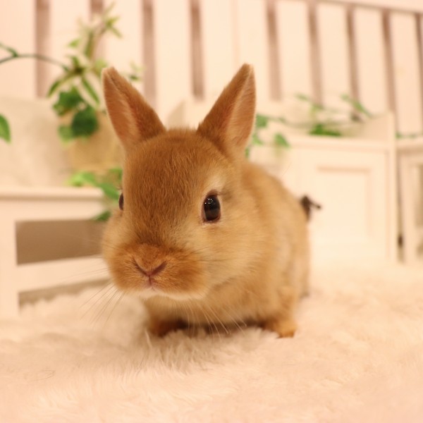 ネザーランドドワーフ オレンジ（MW）