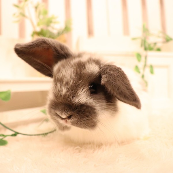 ホーランドロップ ブロークンブルー（9B7）