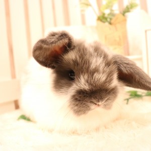 ホーランドロップ ブロークンブルー（9B7）