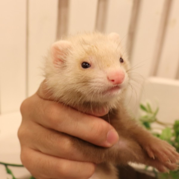 シナモン（女の子）