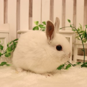 ネザーランドドワーフ フロスティ（SQ）