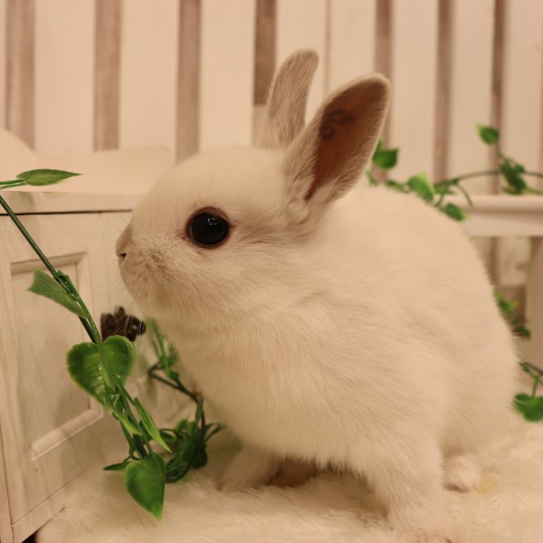 ネザーランドドワーフ フロスティ（SQ）