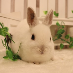 ネザーランドドワーフ フロスティ（SQ）