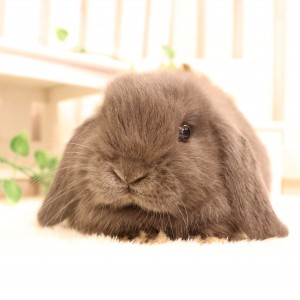 ホーランドロップ ブルー（3SQ）