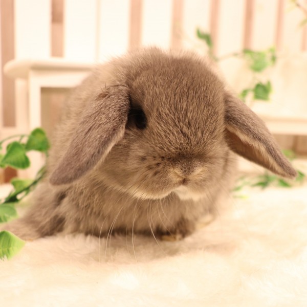 ホーランドロップ オパール（9C1）