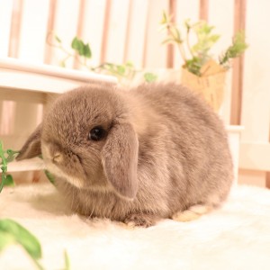 ホーランドロップ オパール（9C1）