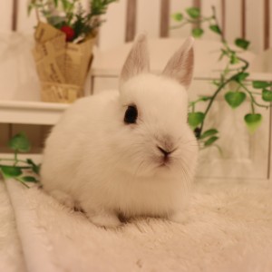 ネザーランドドワーフ　フロスティ（TK)