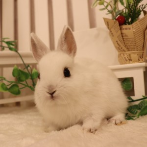 ネザーランドドワーフ　フロスティ（TK)