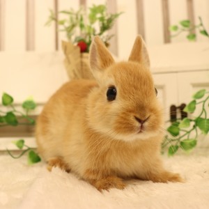 ネザーランドドワーフ　オレンジ（OL)