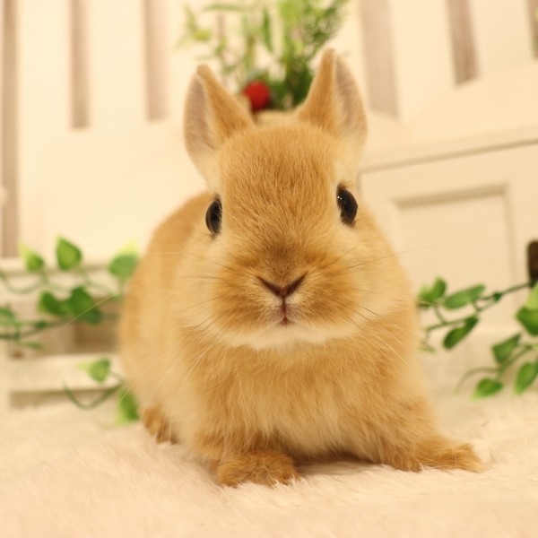 ネザーランドドワーフ　オレンジ（OL)