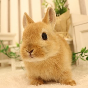 ネザーランドドワーフ　オレンジ（OL)