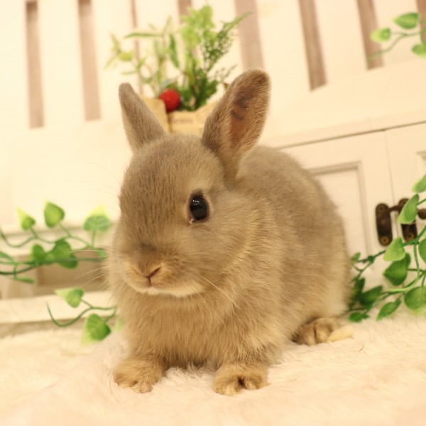 ネザーランドドワーフ　オパール（TW)