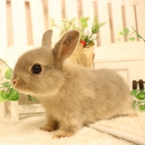 ネザーランドドワーフ　オパール（TW)