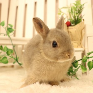 ネザーランドドワーフ　オパール（TW)